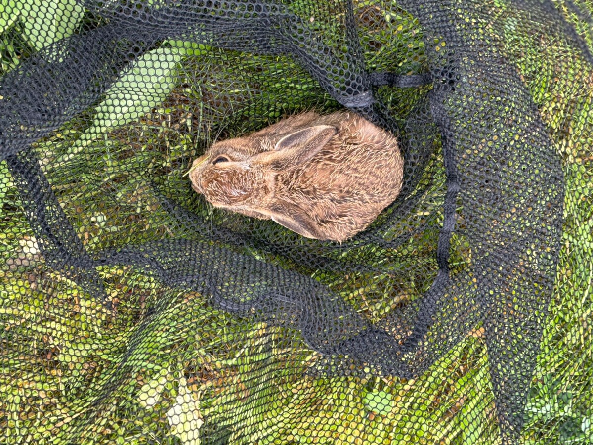 Hound in landing net