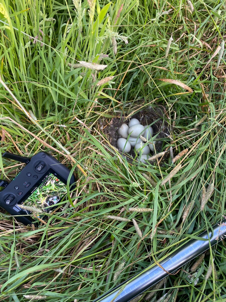 Ground nesting bird nest (mission 2023)