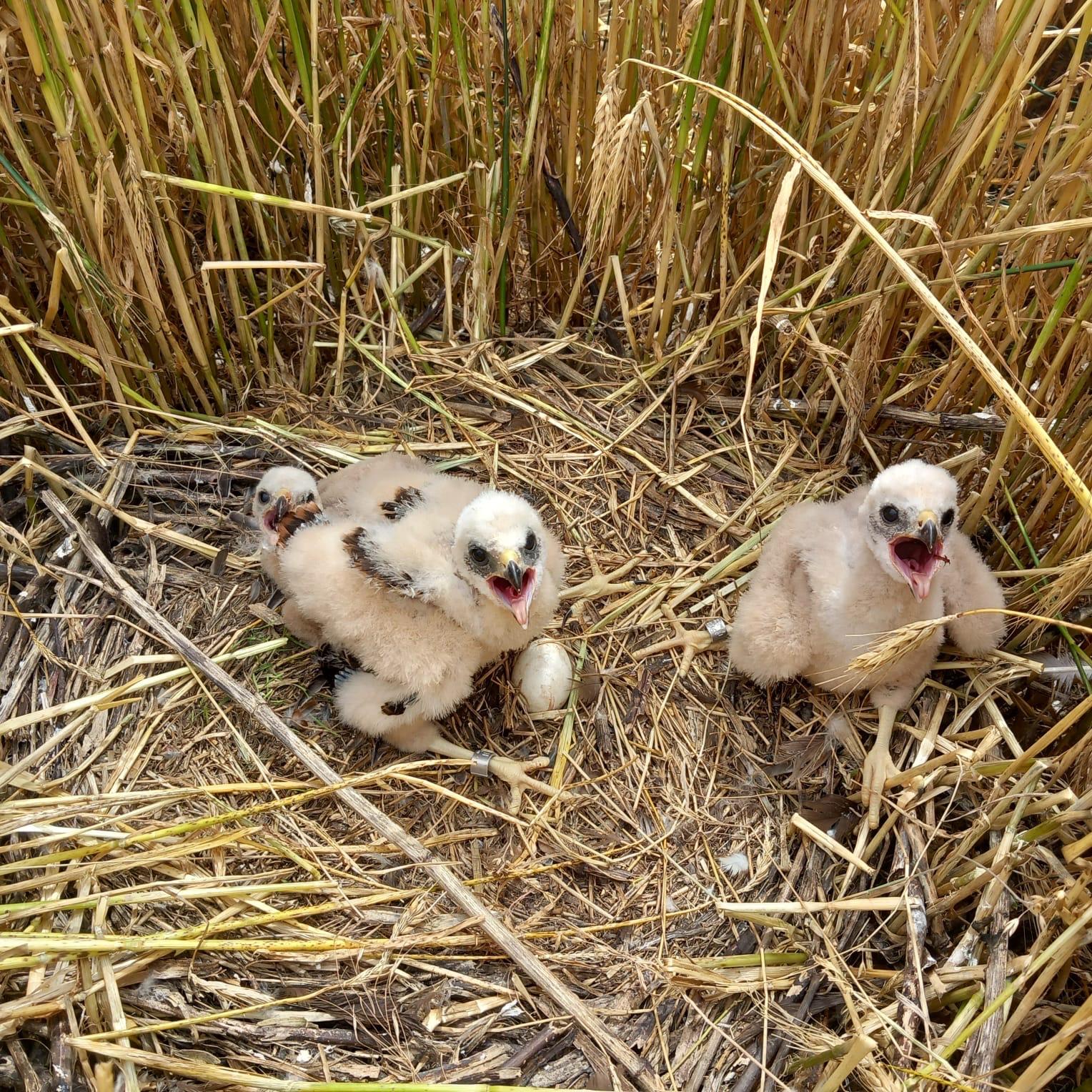 Ground nesting bird rescue III (2024 season)